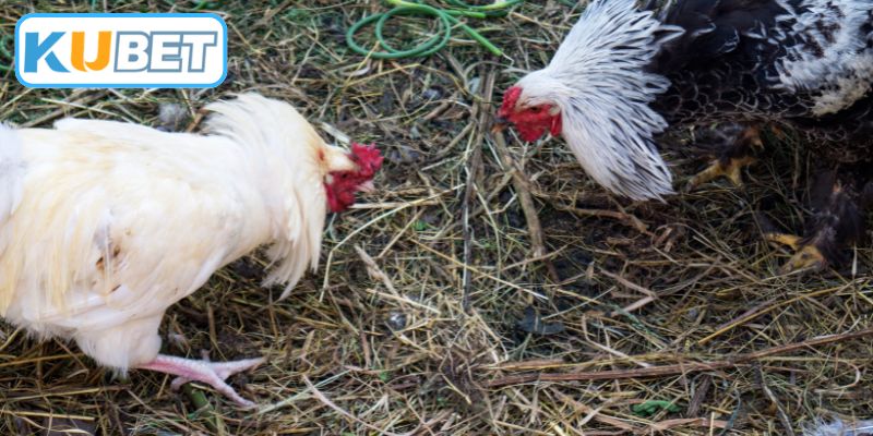 Cách Chọn Chiến Kê Chuẩn - Tuyệt Kỹ Soi Tướng Gà Chọi