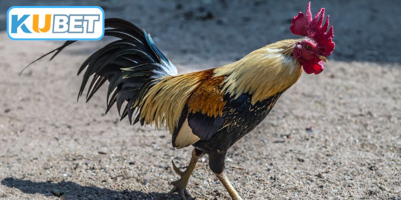 Chi tiết đặc điểm đôi chân của linh kê