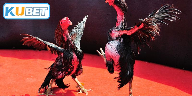 Thử thách bản lĩnh thực chiến của gà chọi